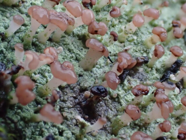 Baeomyces rufus and LF