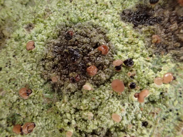 Baeomyces rufus and LF