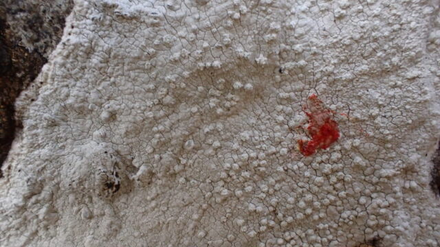 Varicellaria lactea: C+ red