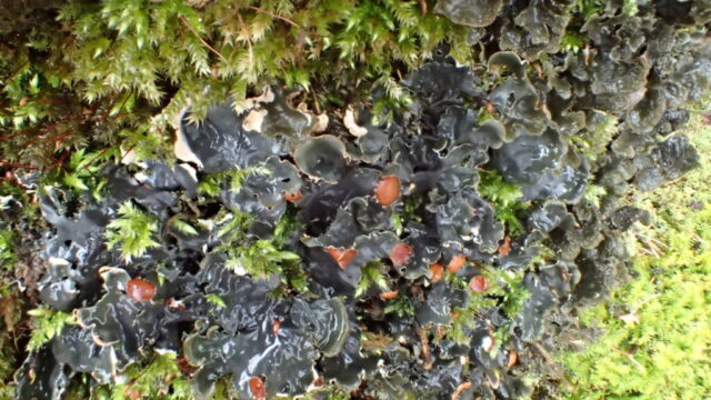 Peltigera horizontalis