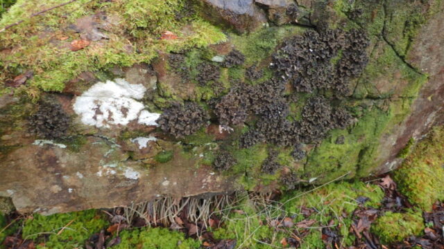 Sticta sylvatica on rock