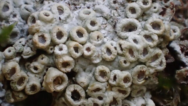 Thelotrema lapadinum