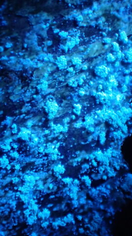 Mycoblastus caesius in UV