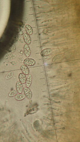 Gyalecta truncigena muriform spores