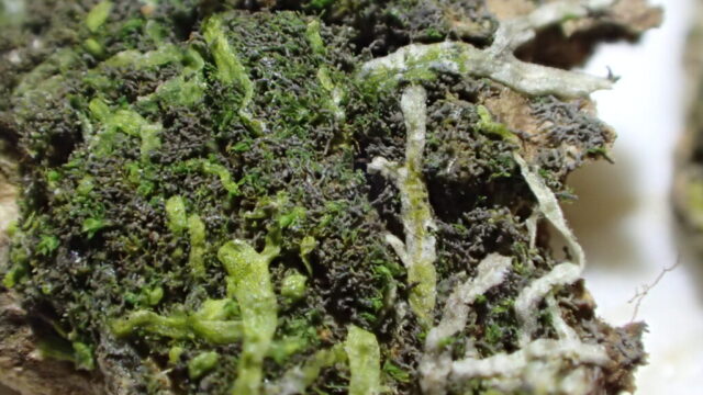 Tiny lichen filaments amongst Metzgeria and green strands of Scytonema
