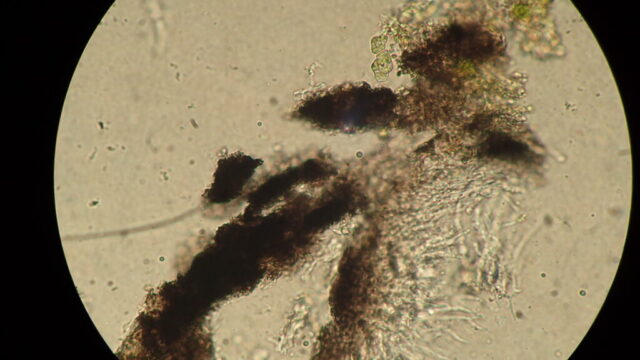 Porina byssophila involucrellum in H₂O