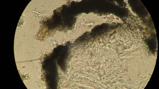 Porina byssophila involucrellum very slightly blue-grey in KOH