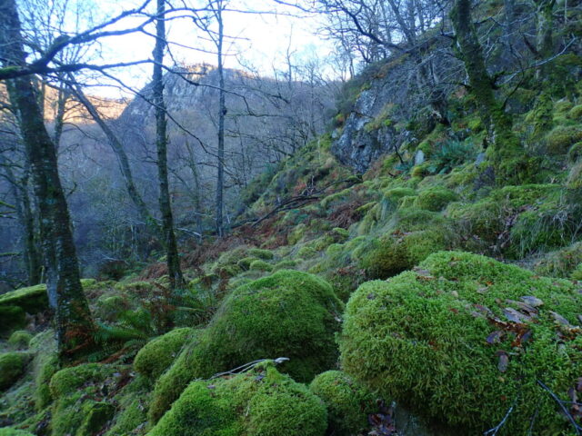 Bouldery slope at Troutdale, Borrowdale