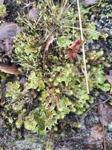 Peltigera leucophlebia