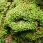 Plagiochila punctata bracket on oak