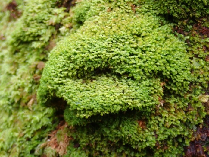 Plagiochila punctata bracket on oak