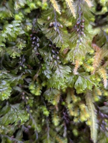 Wilson's Filmy-fern Wilson's Filmy-fern