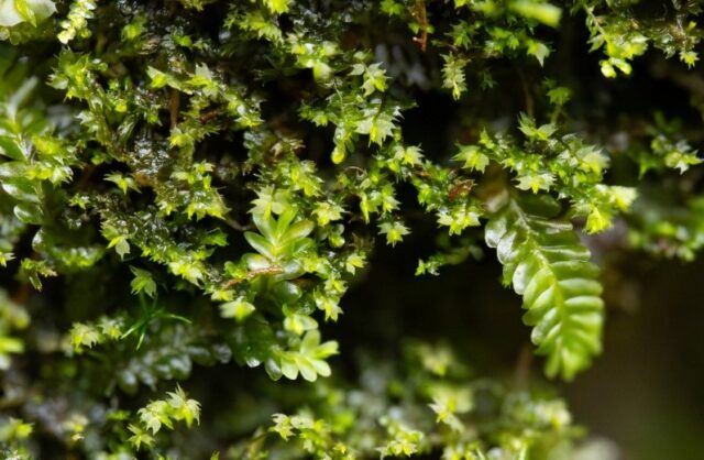 Plagiochila exigua Plagiochila exigua