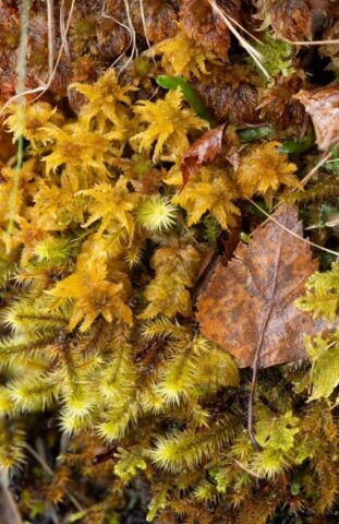 Sphagnum contortum with Breutelia chrysocoma Sphagnum contortum with Breutelia chrysocoma