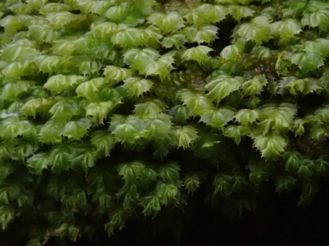 Plagiochila punctata Plagiochila punctata