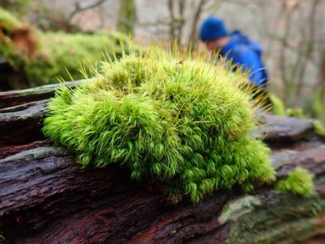 Dicranum fuscesens on dead wood Dicranum fuscesens on dead wood