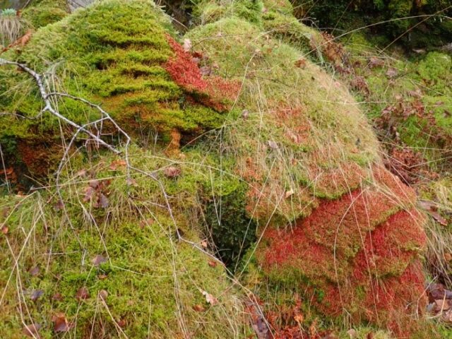 Bryophyte covered boulders with Bazzania tricrenata (left), Sphagnum and Wilson's Filmy-fern Bryophyte covered boulders with Bazzania tricrenata (left), Sphagnum and Wilson's Filmy-fern