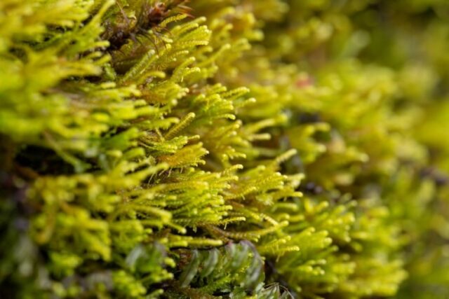 Bazzania tricrenata Bazzania tricrenata