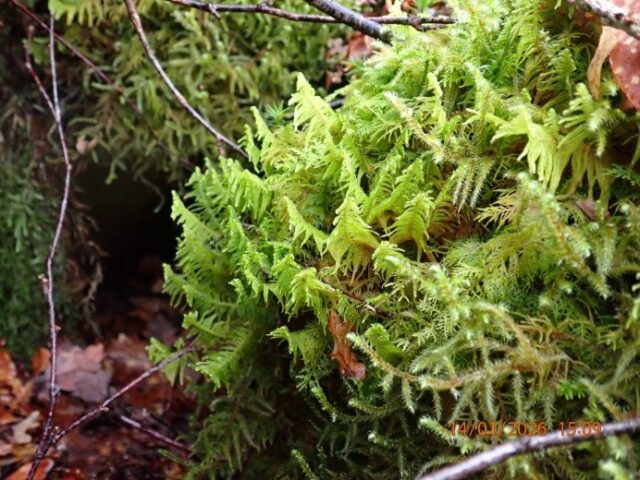 Ptilium crista-castrensis Ptilium crista-castrensis