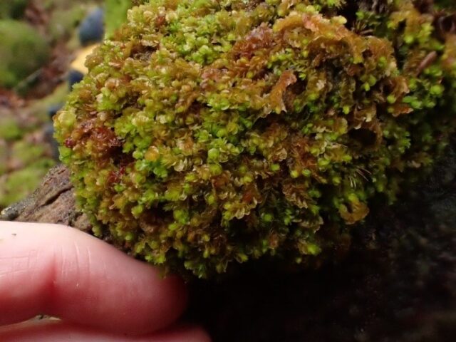 Syzigiella autumnalis Syzigiella autumnalis