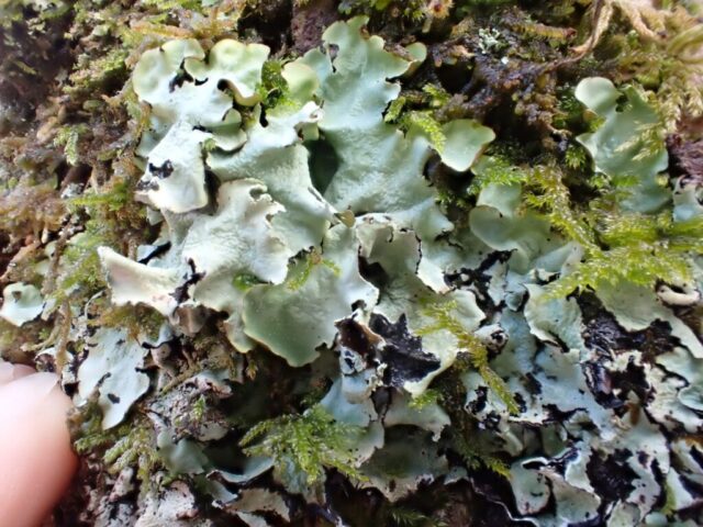 Cetrelia cetrarioides