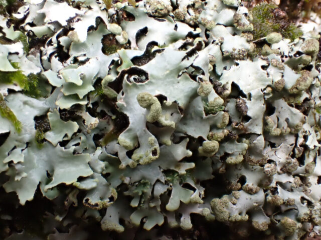 Hypotrachyna laevigata