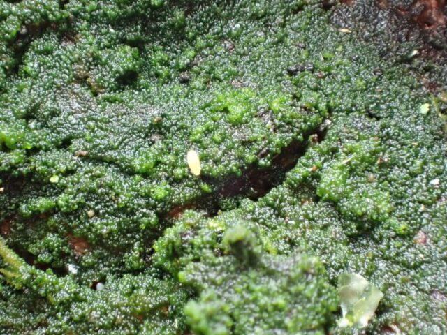 Lichenomphalia ericetorum - mushroom fruit just starting to appear