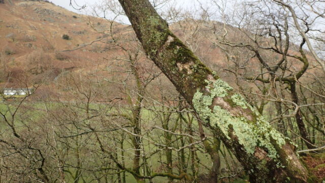 Flavoparmelia caperata