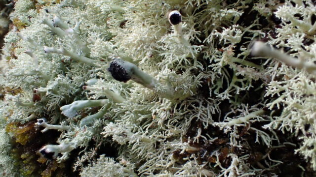 Bunodophoron melanocarpum fruit