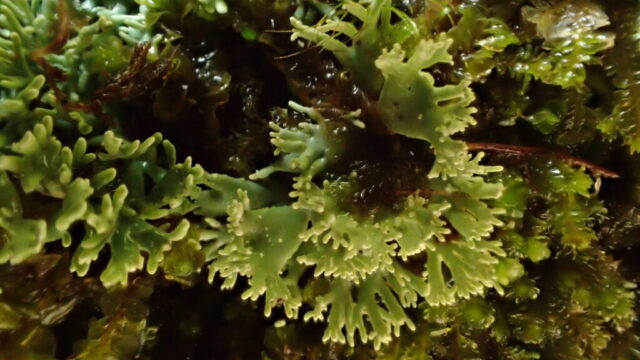 Bunodophoron melanocarpum flattened lobes