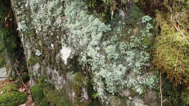 Bunodophoron melanocarpum