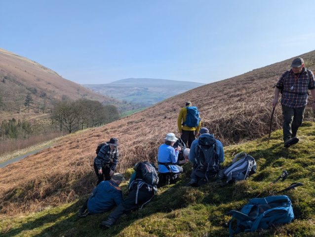 Admiring the Anastrepta orcadensis in this unlikely habitat, Paul Ross Admiring the Anastrepta orcadensis in this unlikely habitat, Paul Ross