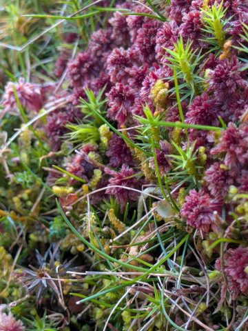 Anastrepta growing among Sphagnum rubellum, Peter Bullard Anastrepta growing among Sphagnum rubellum, Peter Bullard