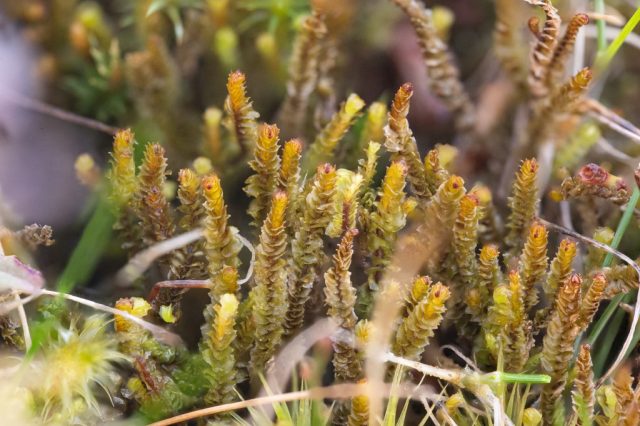 Anastrepta orcadensis close-up, Paul Ross Anastrepta orcadensis close-up, Paul Ross