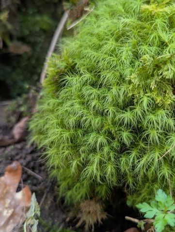 Bartramia halleriana, Josie Niemira Bartramia halleriana, Josie Niemira