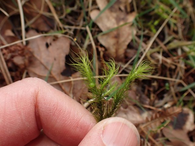Bartramia halleriana, larger than B. pommiformis with capsule hidden low down on the stem, Clare Shaw Bartramia halleriana, larger than B. pommiformis with capsule hidden low down on the stem, Clare Shaw