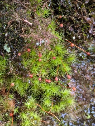 Bartramia pomiformis - Peter Bullard Bartramia pomiformis - Peter Bullard