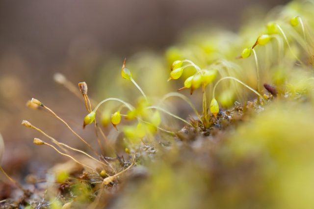 Blindiadelphys recurvatus spotted by Roger, photo Paul Ross Blindiadelphys recurvatus spotted by Roger, photo Paul Ross