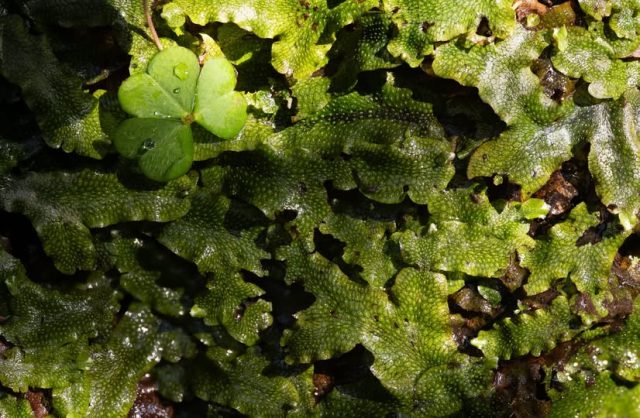 Conocephalum salebrosum, Paul Ross Conocephalum salebrosum, Paul Ross