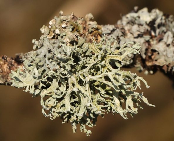 Evernia prunastri Evernia prunastri