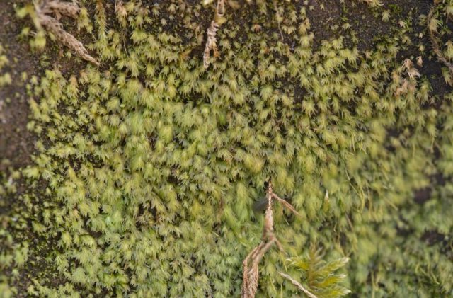 Sheet of Fissidens pusillus, Paul Ross Sheet of Fissidens pusillus, Paul Ross