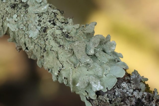 Flavoparmelia caperata Flavoparmelia caperata