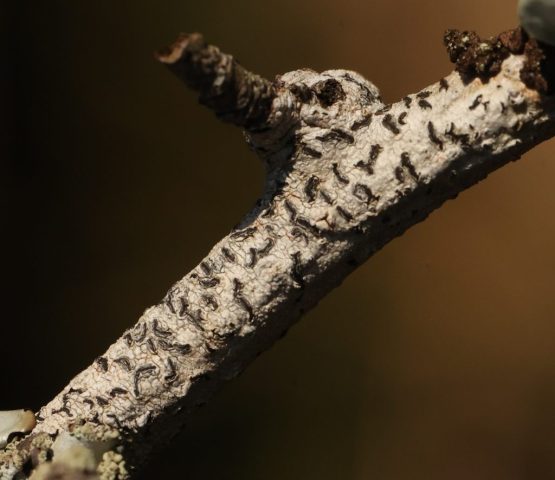 Graphis elegans Graphis elegans