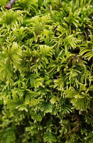 Hyocomium armoricum Hyocomium armoricum