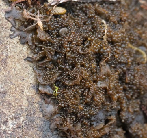 Lathagrium auriforme Lathagrium auriforme