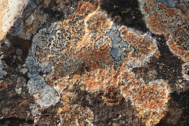 Lecidea lithophila (with rusty patches) and probable Porpidia tuberculosa (grey) on acidic rock Lecidea lithophila (with rusty patches) and probable Porpidia tuberculosa (grey) on acidic rock