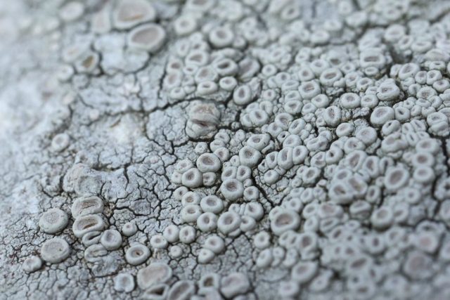 Ochrolechia parella Ochrolechia parella