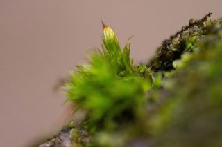 Orthotrichum stramineum Orthotrichum stramineum