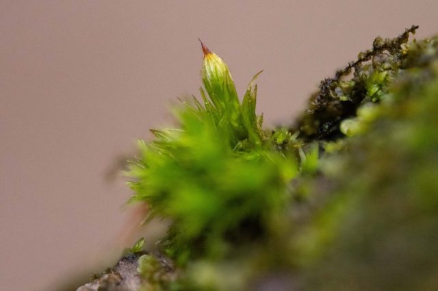 Orthotrichum stramineum Orthotrichum stramineum