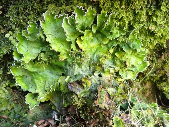 Peltigera leucophlebia Peltigera leucophlebia